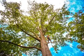 Best Weed Control  in East Vineland, NJ