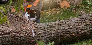 Leaf Removal in East Vineland, NJ