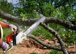 Professional Tree Removal in East Vineland, NJ