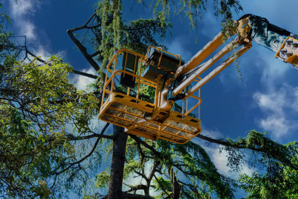 Best Tree Disease Treatment  in East Vineland, NJ