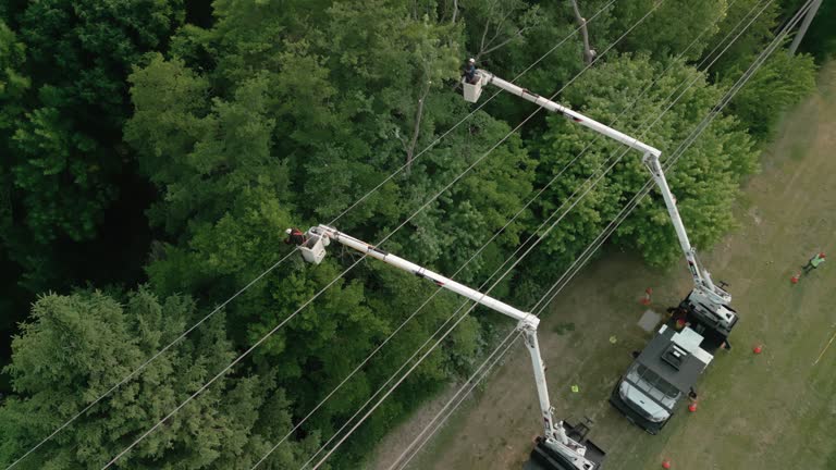 Best Tree Removal  in East Vineland, NJ