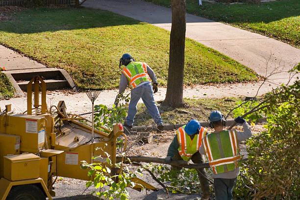 Best Storm Damage Tree Cleanup  in East Vineland, NJ