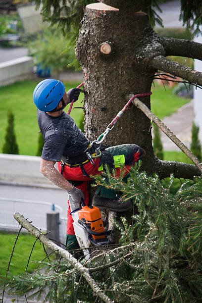 Best Emergency Tree Removal  in East Vineland, NJ