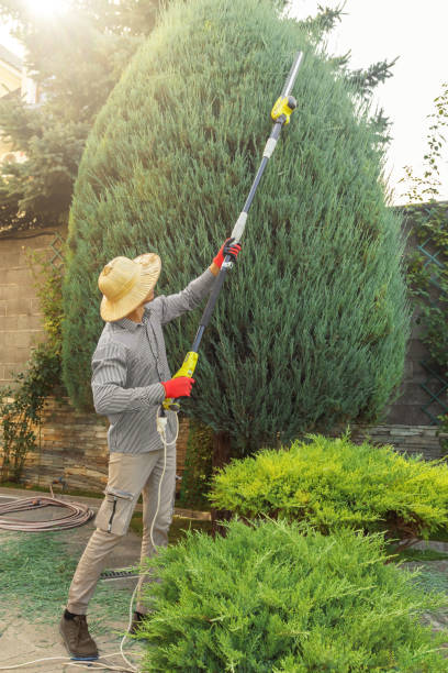 Best Lawn Drainage Solutions  in East Vineland, NJ