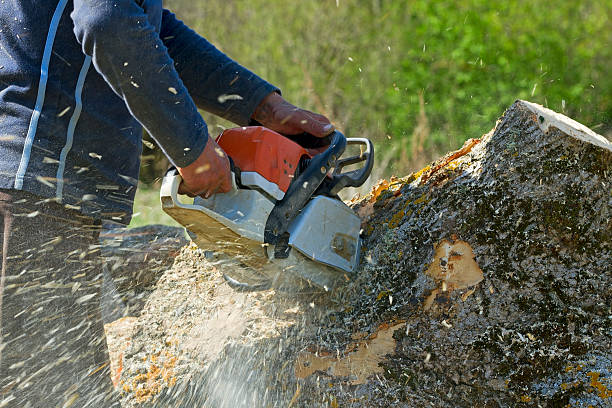 Best Lawn Renovation and Restoration  in East Vineland, NJ