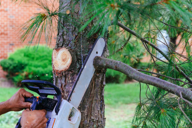 Best Root Management and Removal  in East Vineland, NJ